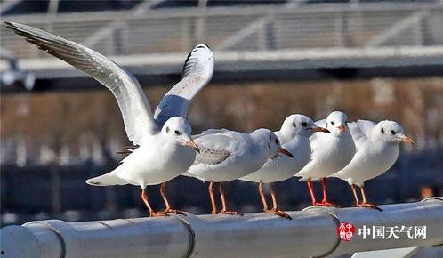 天津海鸥爆料最新消息,揭秘神秘项目背后的真相